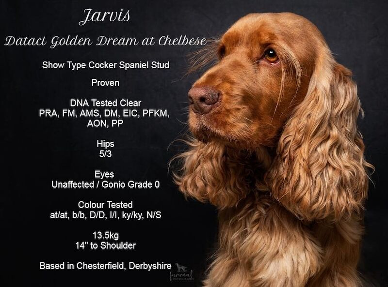 Extensively Health Tested Show Type Cocker Stud for sale in Chesterfield, Derbyshire