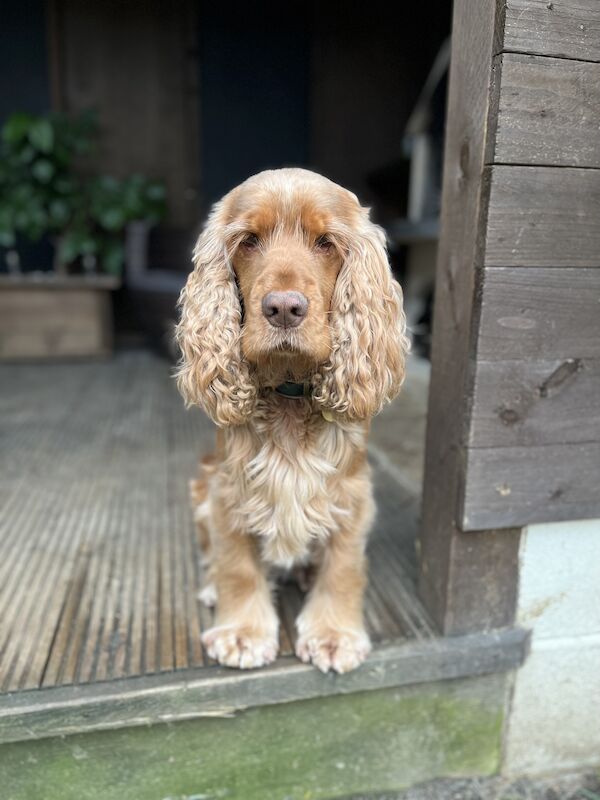 Extensively Health Tested Show Type Cocker Stud for sale in Chesterfield, Derbyshire - Image 2