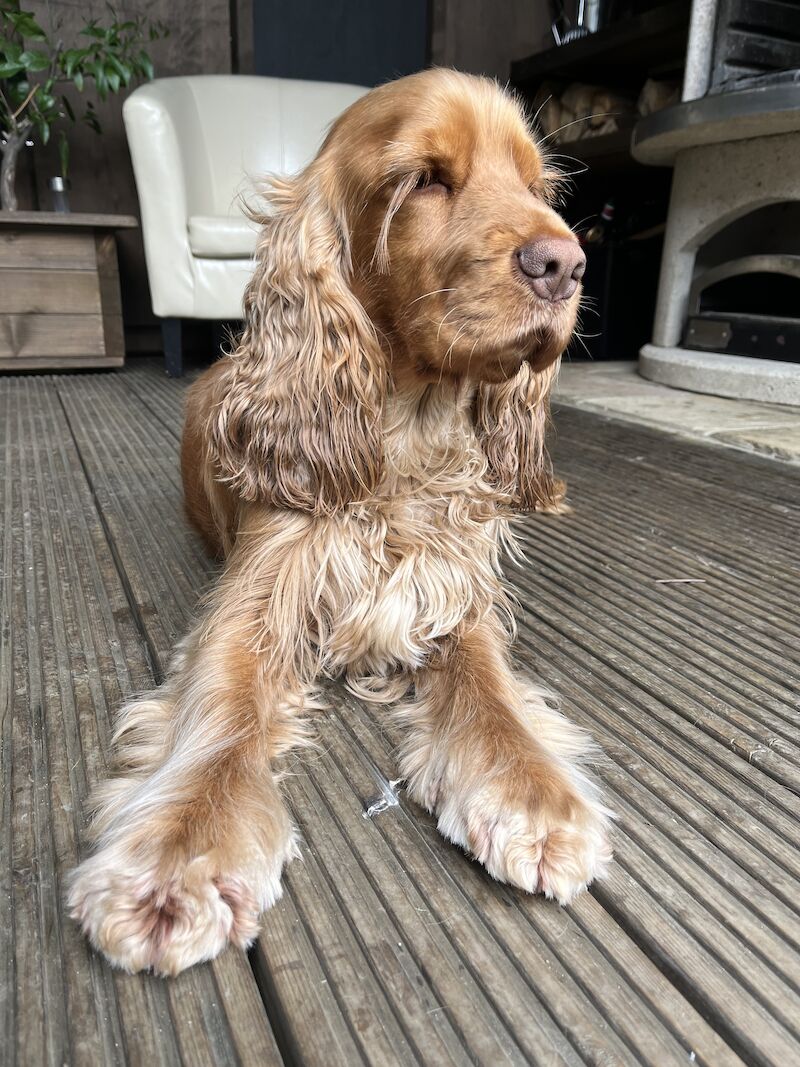 Extensively Health Tested Show Type Cocker Stud for sale in Chesterfield, Derbyshire - Image 4