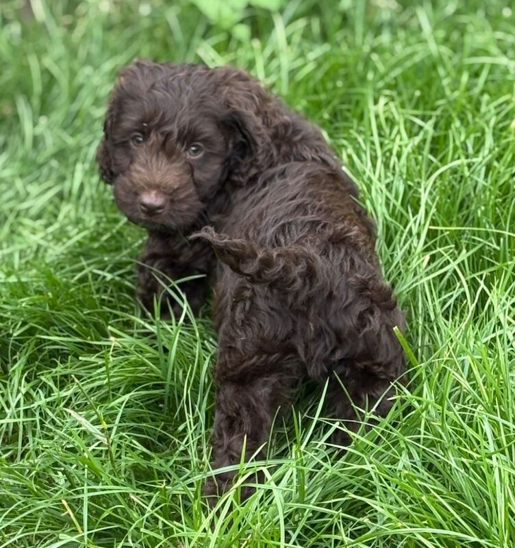 Cocker Spaniel puppies for sale in Gretna, Dumfries – 8 weeks old