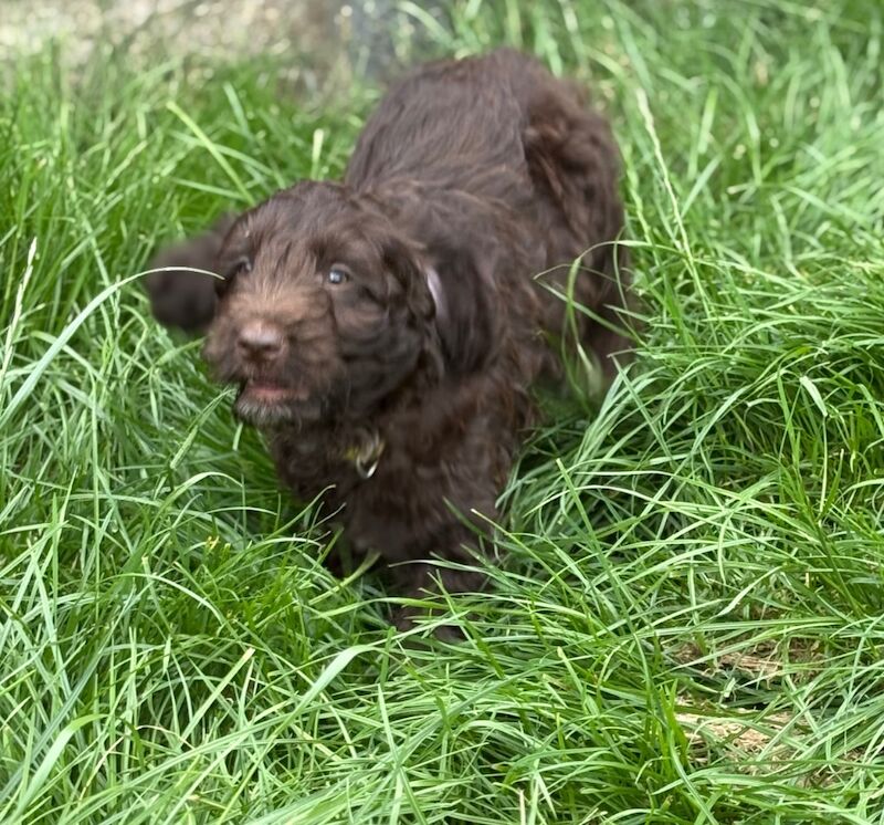 Cocker Spaniel puppies for sale in Gretna, Dumfries – 9 weeks old - Image 2 of 8