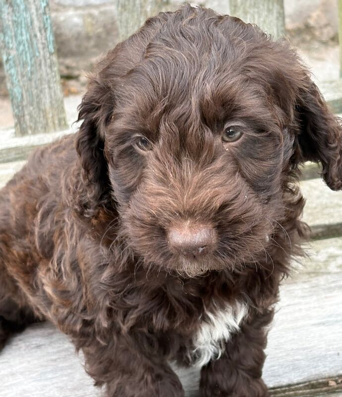 Cocker Spaniel puppies for sale in Gretna, Dumfries – 9 weeks old - Image 3 of 8