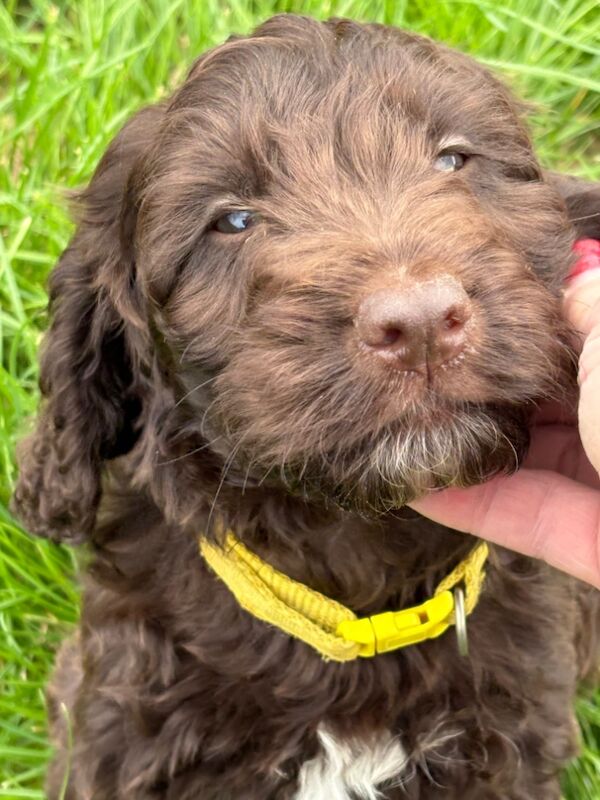 Cocker Spaniel puppies for sale in Gretna, Dumfries – 9 weeks old - Image 4 of 8