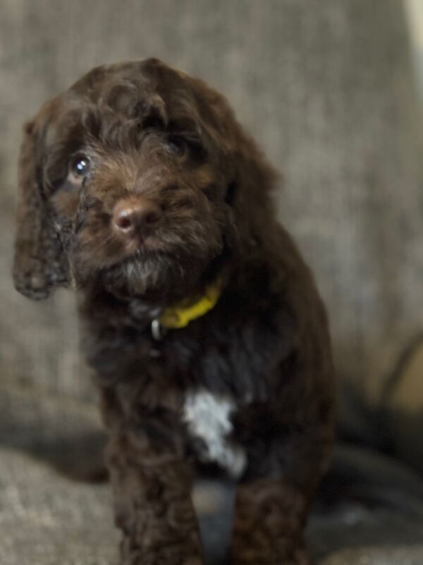 Cocker Spaniel puppies for sale in Gretna, Dumfries – 9 weeks old - Image 5 of 8