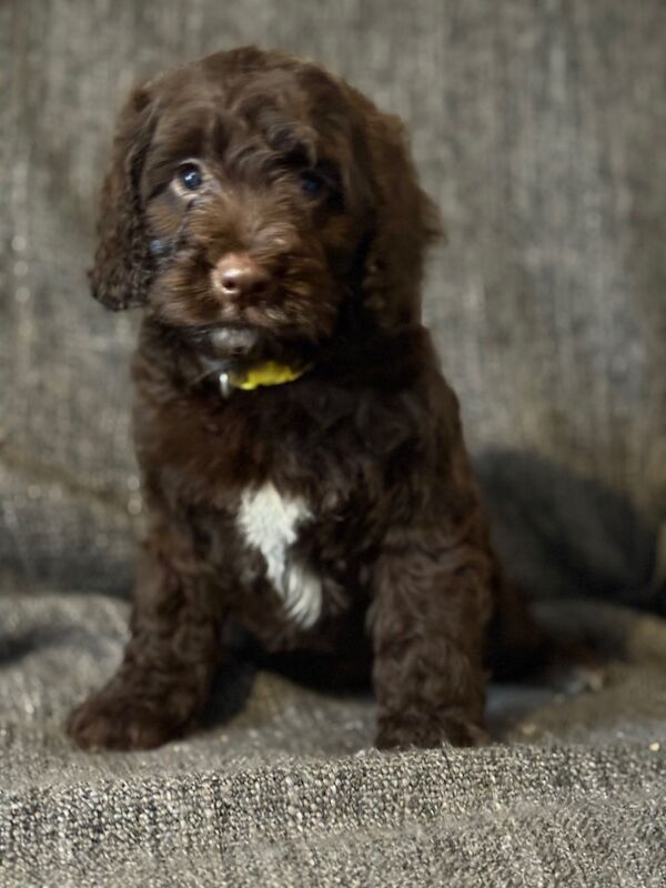 Cocker Spaniel puppies for sale in Gretna, Dumfries – 9 weeks old - Image 6 of 8