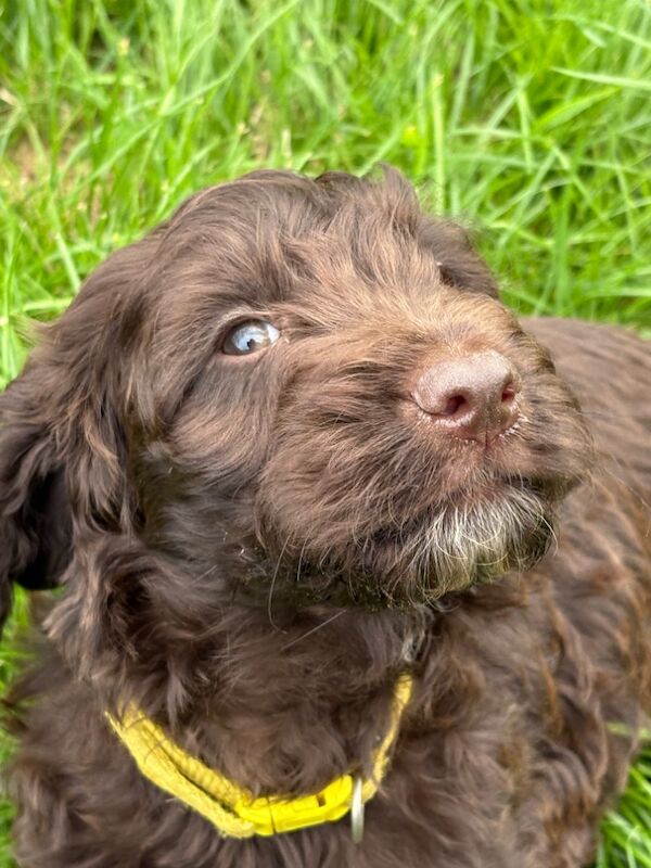 Cocker Spaniel puppies for sale in Gretna, Dumfries – 9 weeks old - Image 7 of 8