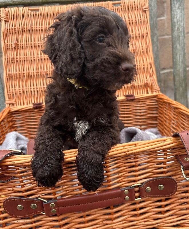 Cocker Spaniel puppies for sale in Gretna, Dumfries – 9 weeks old - Image 8 of 8