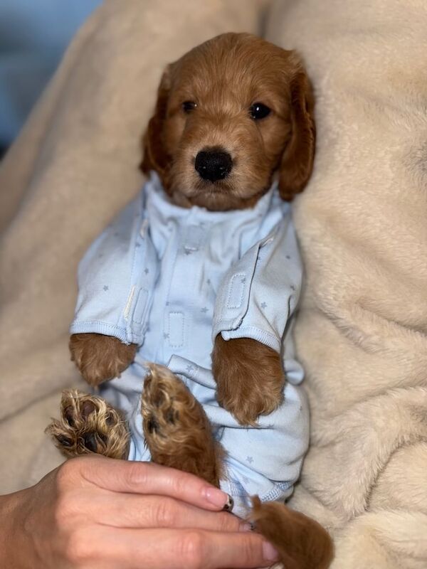 Cocker Spaniel puppies for sale in Shiremoor, Tyne and Wear – 9 weeks old - Image 2 of 3