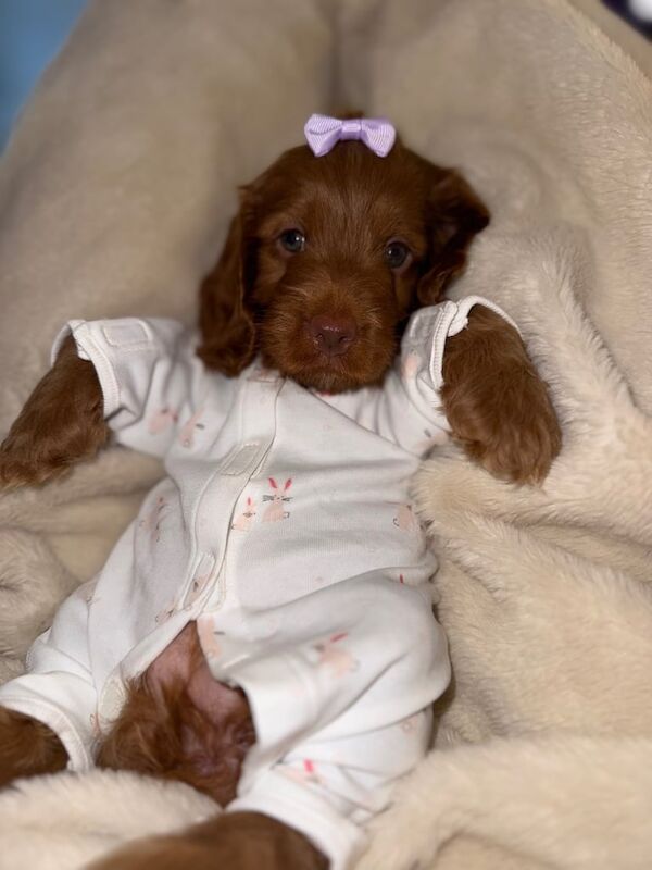 Cocker Spaniel puppies for sale in Shiremoor, Tyne and Wear – 9 weeks old - Image 3 of 3