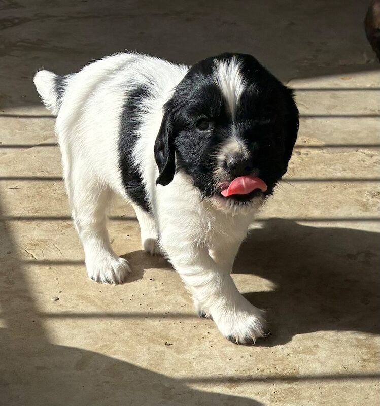 F1 Health Tested Sprocker Pups