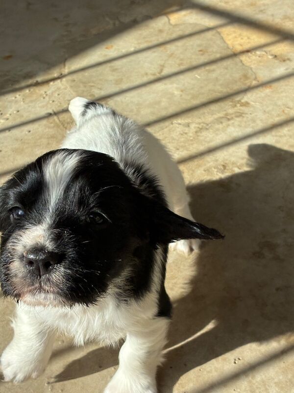 F1 Health Tested Sprocker Pups - Image 4 of 9