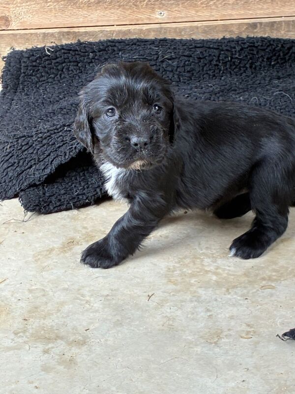 F1 Health Tested Sprocker Pups - Image 5 of 9