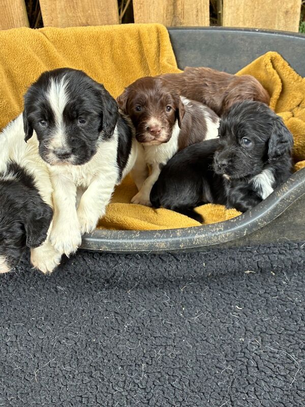 F1 Health Tested Sprocker Pups - Image 6 of 9