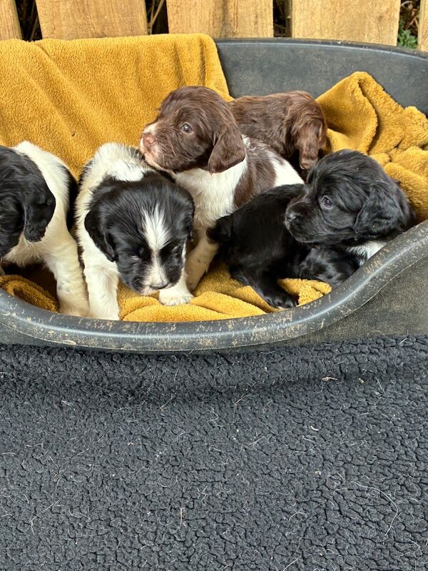 F1 Health Tested Sprocker Pups - Image 7 of 9