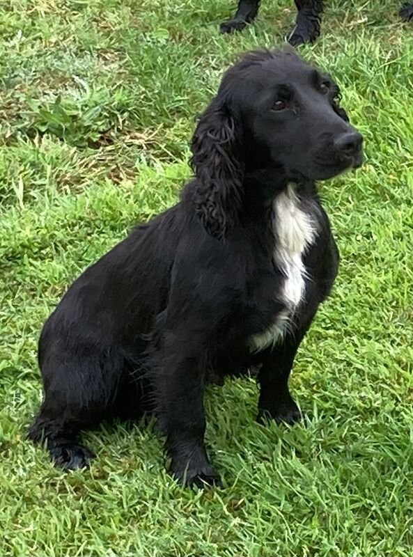 F1 Health Tested Sprocker Pups - Image 8 of 9