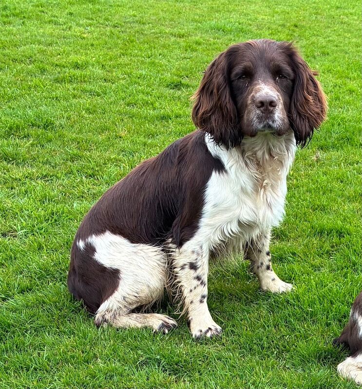 F1 Health Tested Sprocker Pups - Image 9 of 9