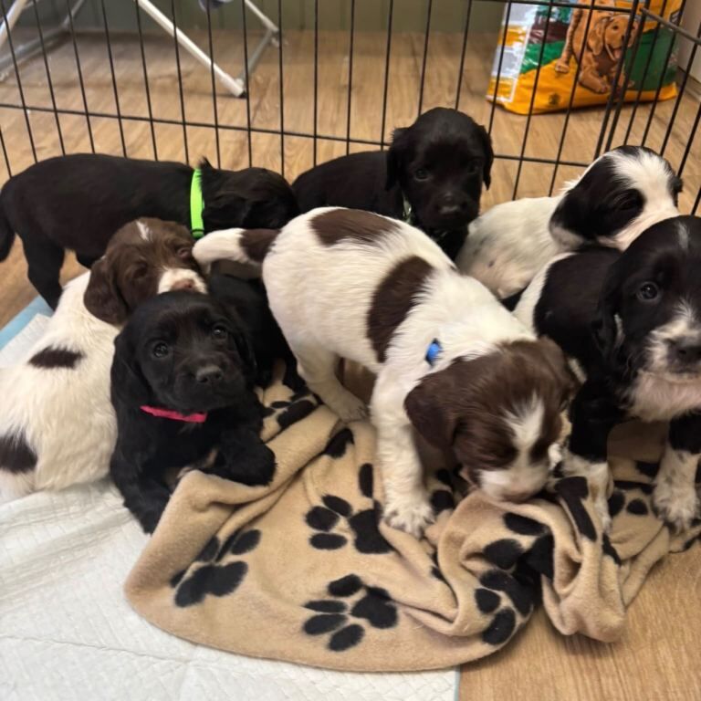 F1 Sprocker puppies