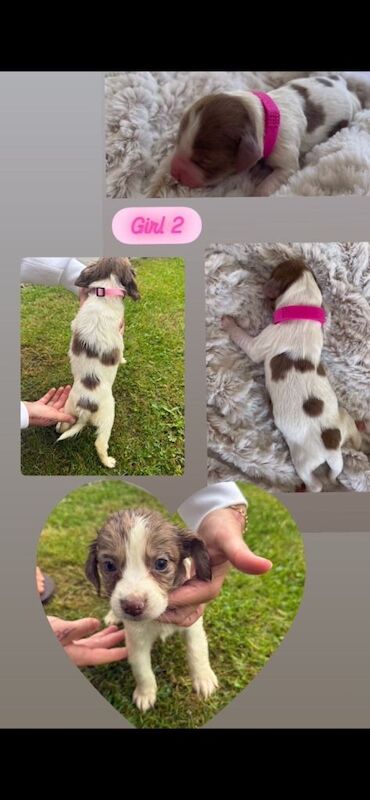 F1 Sprocker spaniel puppies - Image 2 of 4