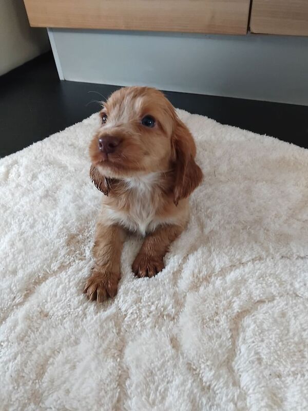 Cocker Spaniel puppies for sale in Bishop Auckland, Durham – 12 months old - Image 1 of 3