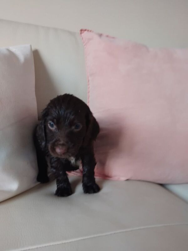 Cocker Spaniel puppies for sale in Bishop Auckland, Durham – 12 months old - Image 2 of 3