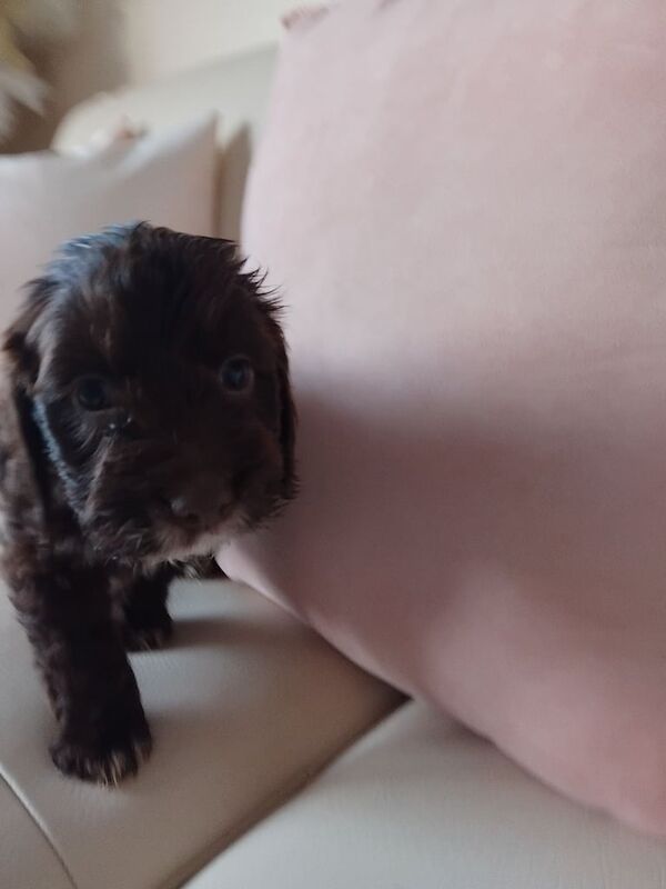 Cocker Spaniel puppies for sale in Bishop Auckland, Durham – 12 months old - Image 3 of 3