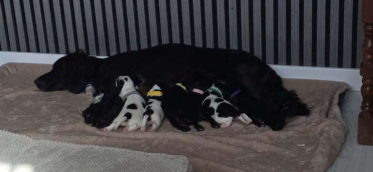 F1B Sprocker puppies