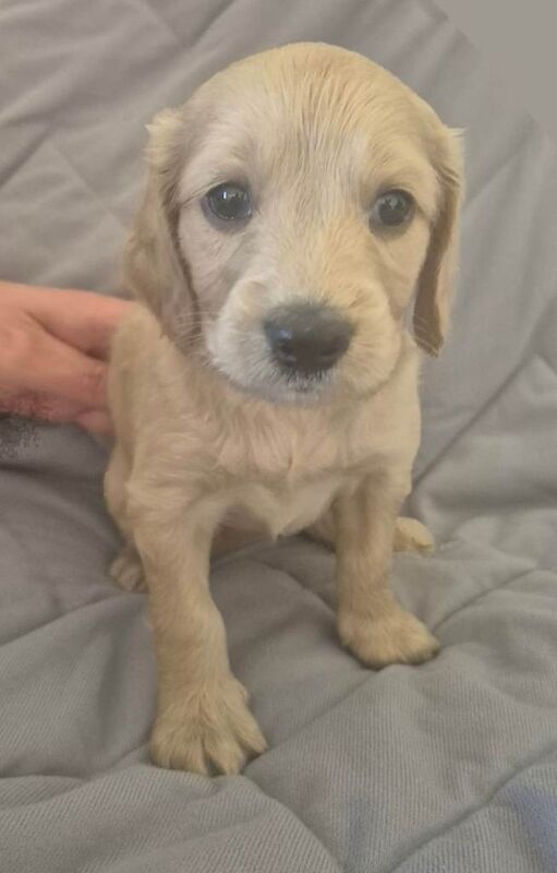 F2 Cockapoo / Cocker Spaniel Pup