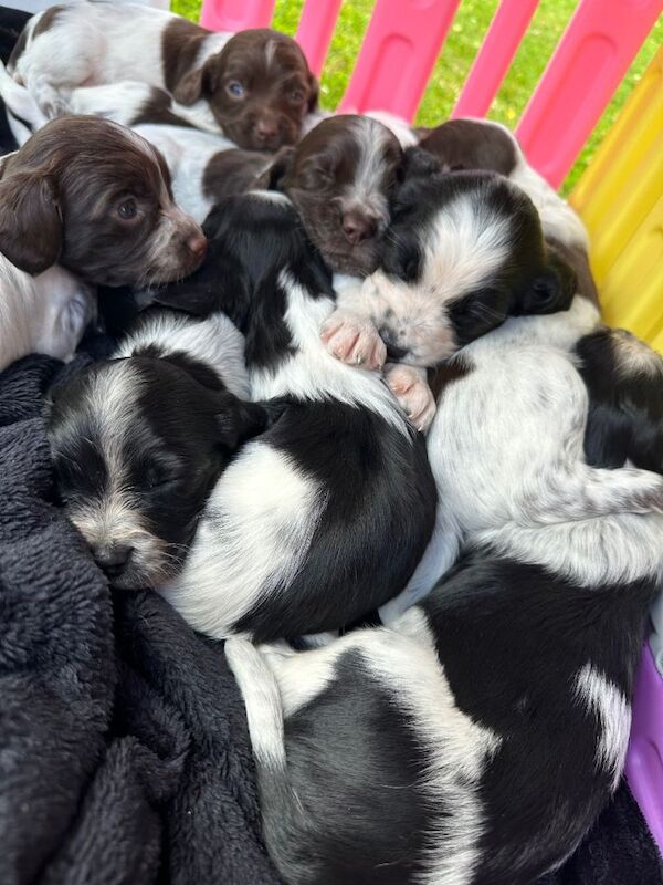 F2 Sprocker Puppies – Thriving and Growing Beautifully! ️