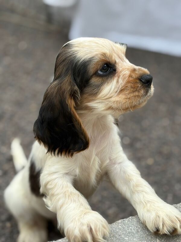 Cocker Spaniel puppies for sale in Dartford, Kent – KC registered, 9 weeks old