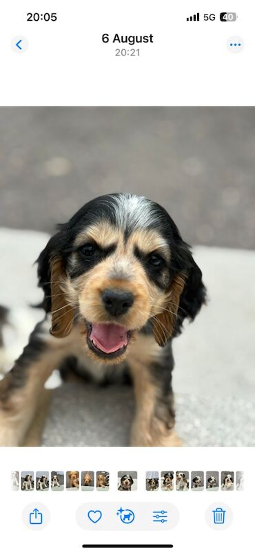 Cocker Spaniel puppies for sale in Dartford, Kent – KC registered, 9 weeks old - Image 2 of 9