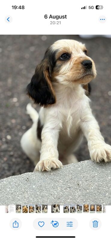 Cocker Spaniel puppies for sale in Dartford, Kent – KC registered, 9 weeks old - Image 3 of 9