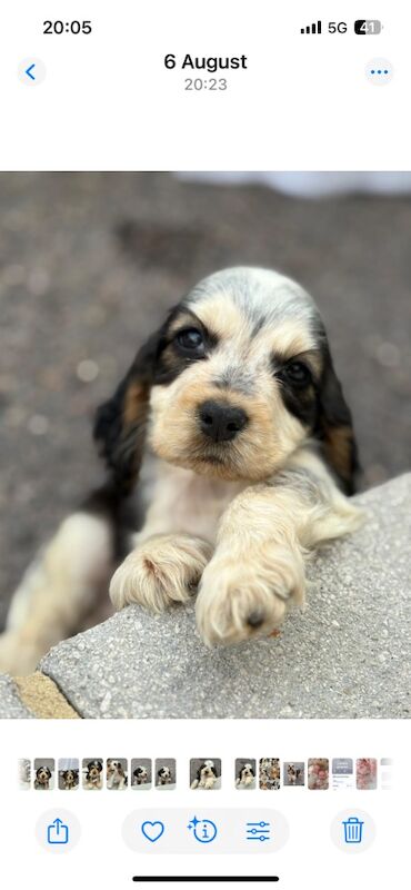 Cocker Spaniel puppies for sale in Dartford, Kent – KC registered, 9 weeks old - Image 5 of 9