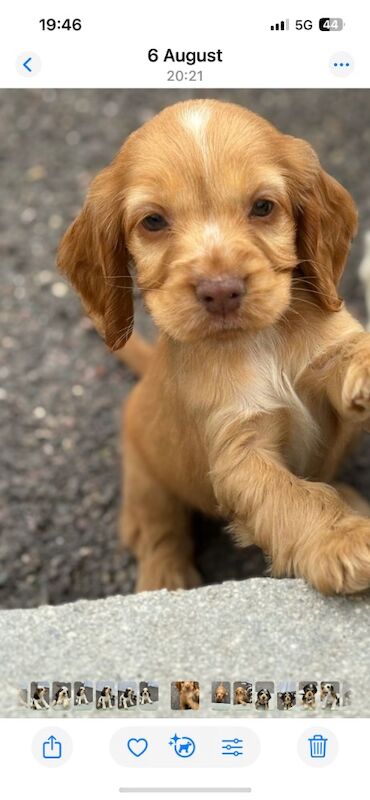 Cocker Spaniel puppies for sale in Dartford, Kent – KC registered, 9 weeks old - Image 6 of 9