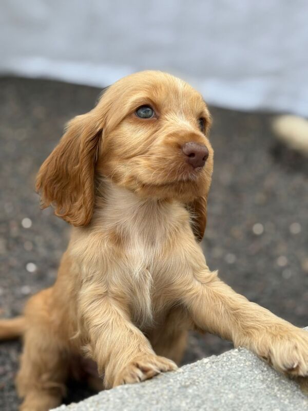 Cocker Spaniel puppies for sale in Dartford, Kent – KC registered, 9 weeks old - Image 7 of 9
