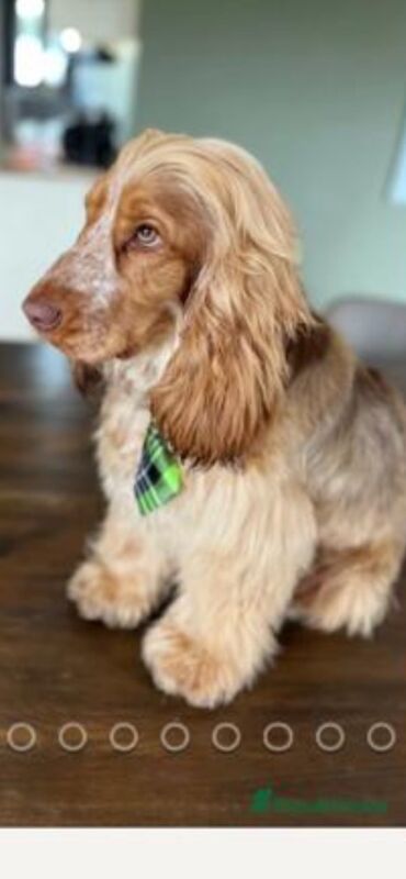 Cocker Spaniel puppies for sale in Dartford, Kent – KC registered, 9 weeks old - Image 8 of 9