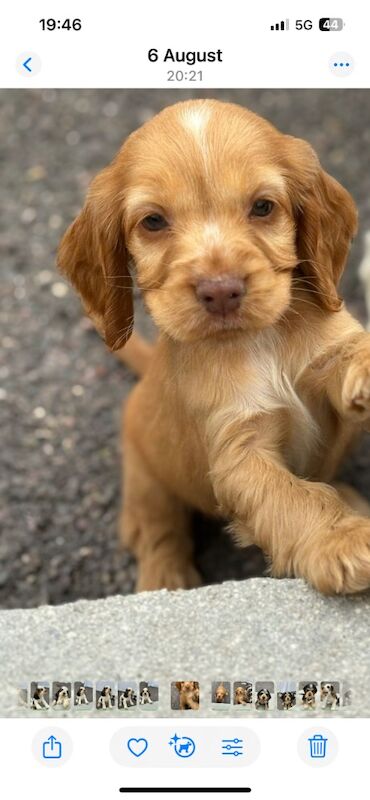 Cocker Spaniel puppies for sale in Dartford, Kent – KC registered, 9 weeks old - Image 9 of 9