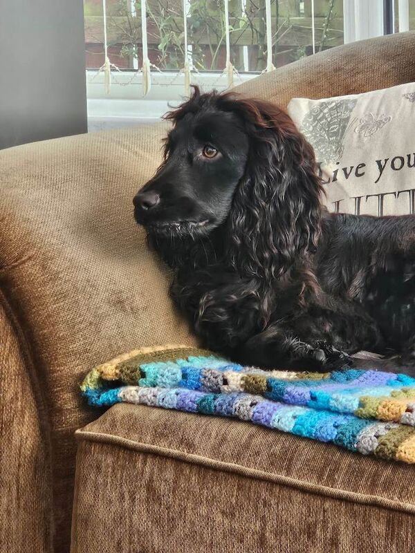Cocker Spaniel puppies for sale in Larne, County Antrim – 10 months old