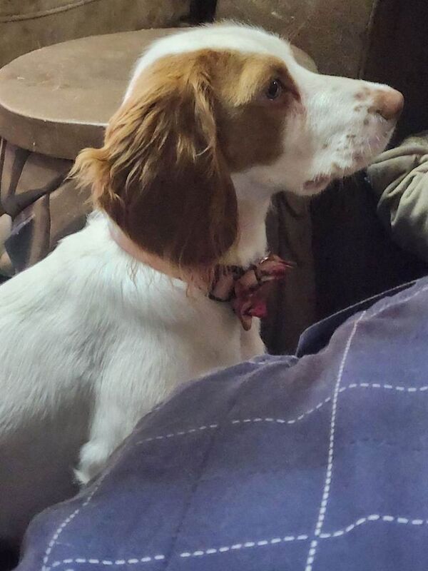 Female cocker spaniel
