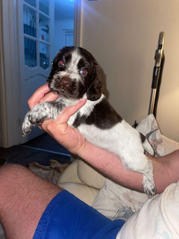 Female cocker spaniel