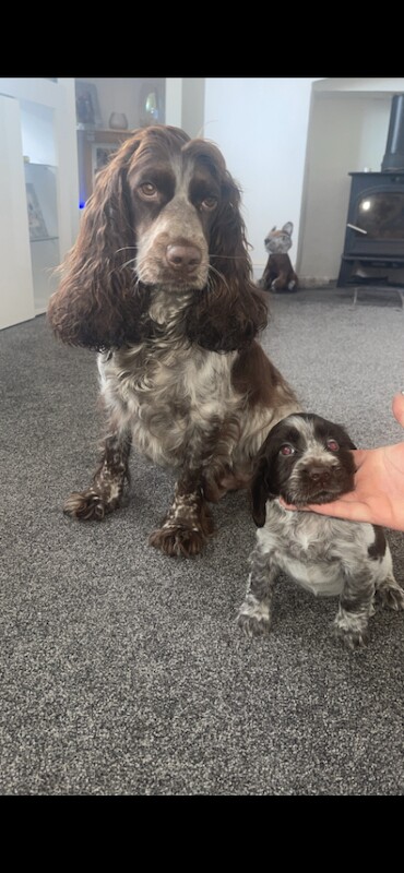 Female cocker spaniel - Image 2 of 4