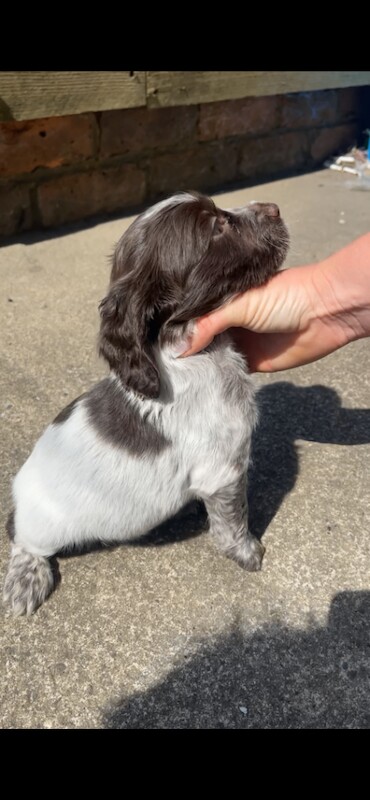 Female cocker spaniel - Image 3 of 4