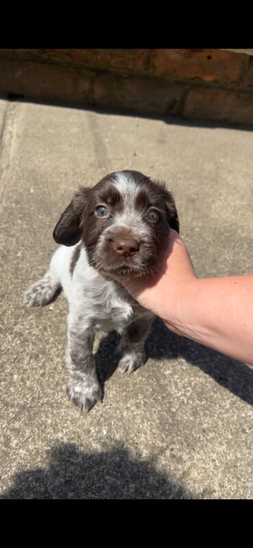 Female cocker spaniel - Image 4 of 4
