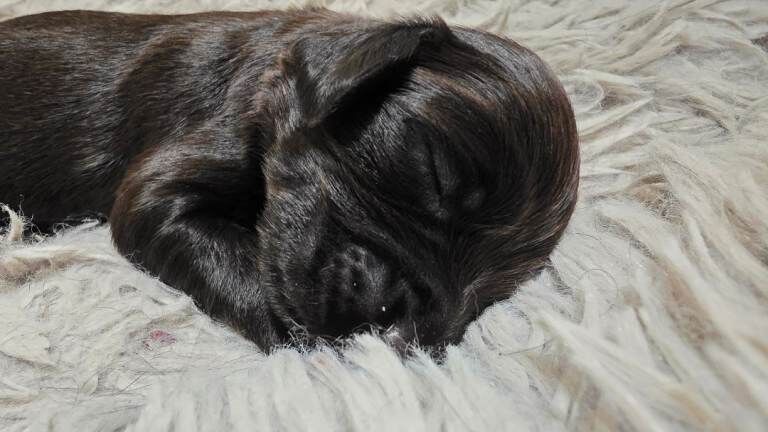 Female Cocker spaniel puppy