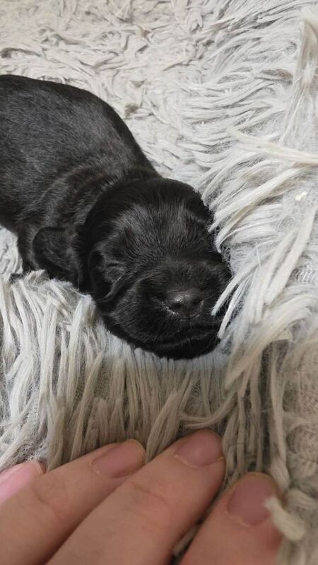 Female Cocker spaniel puppy - Image 2 of 4