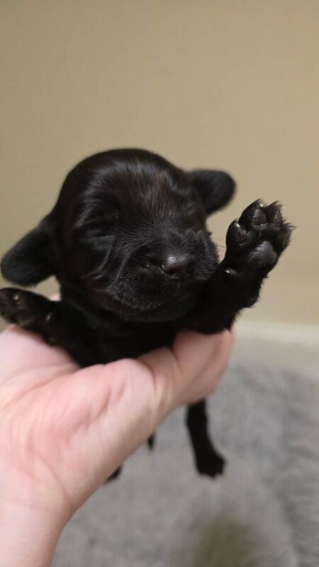 Female Cocker spaniel puppy - Image 3 of 4