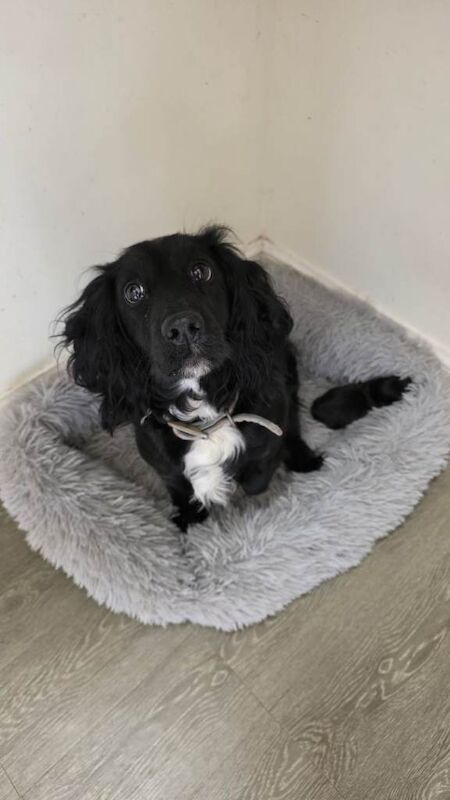 Female Cocker spaniel puppy - Image 4 of 4