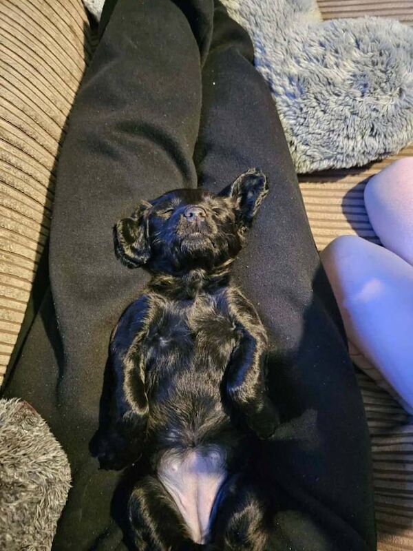 Female cocker spaniel puppy - Image 2 of 3