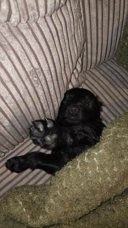 Female cocker spaniel puppy - Image 3 of 3
