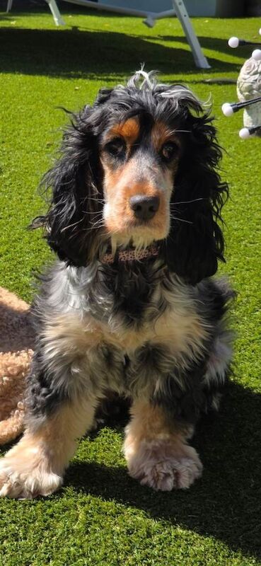 Working Cocker Spaniel Puppies For Sale