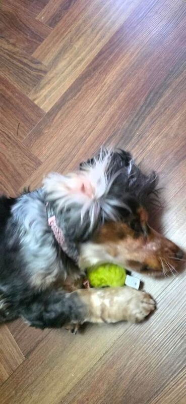 Cocker Spaniel puppies for sale in Arnold, Nottinghamshire – 2 years old - Image 2 of 6